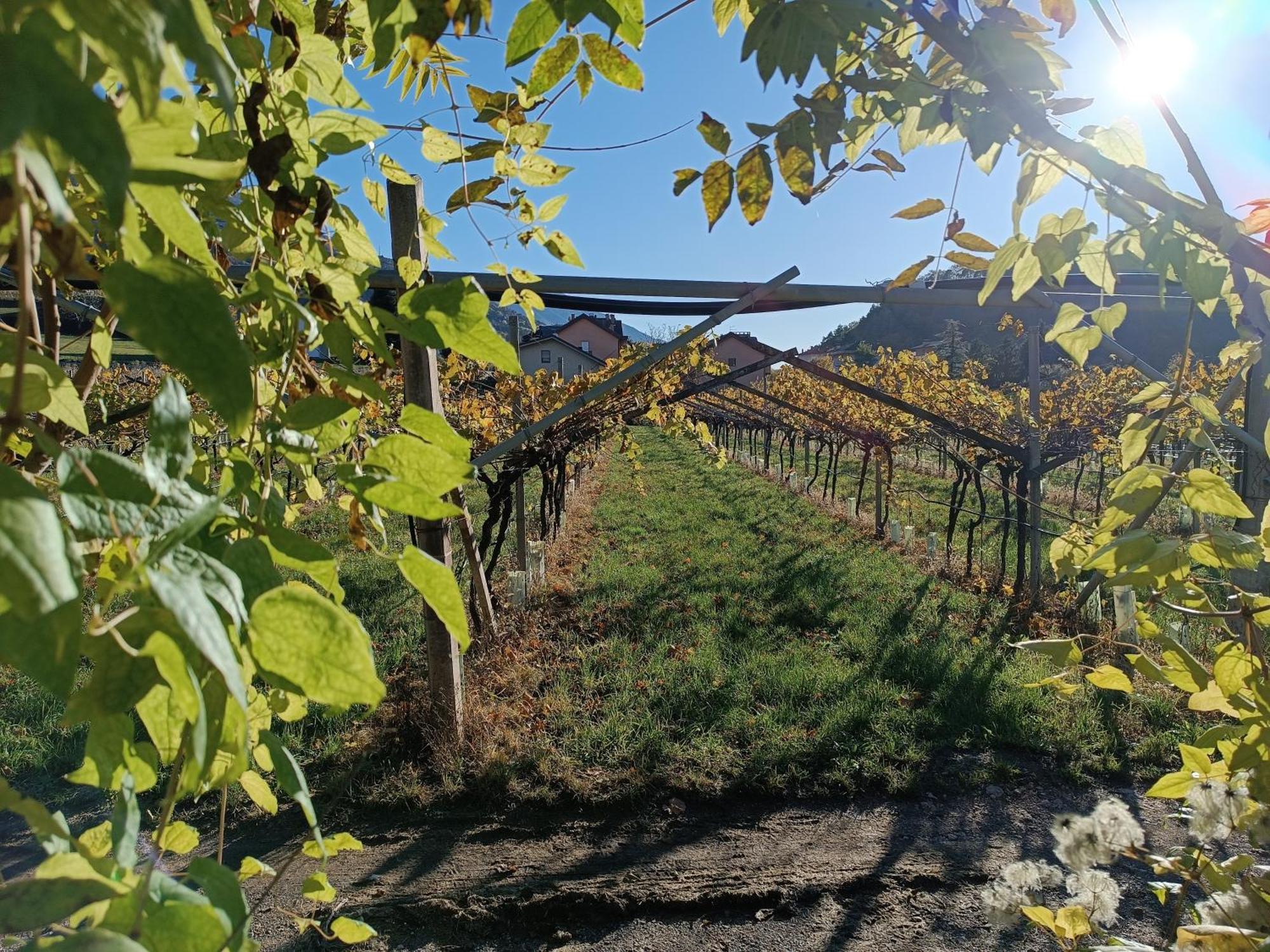 Appartamenti Moderni, Luminosi E Tranquilli Con Parcheggio Privato - Agritur La Tenuta Trento Exterior foto
