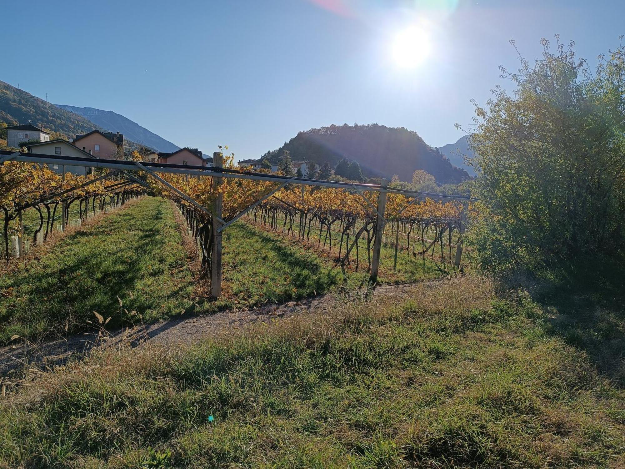 Appartamenti Moderni, Luminosi E Tranquilli Con Parcheggio Privato - Agritur La Tenuta Trento Exterior foto